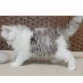 ミヌエット(長足)【千葉県・男の子・2025年8月23日・シルバータピー&ホワイトくん♡】の写真5「🐾」