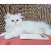 ペルシャ(チンチラ)【千葉県・女の子・2025年4月18日・チンチラシルバーちゃん♡】の写真6「大きさ比:スマホ🐾」
