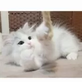 ミヌエット(長足)【千葉県・男の子・2024年11月25日・人気のブルー&ホワイトくん♡】の写真5「遊び中🐾」