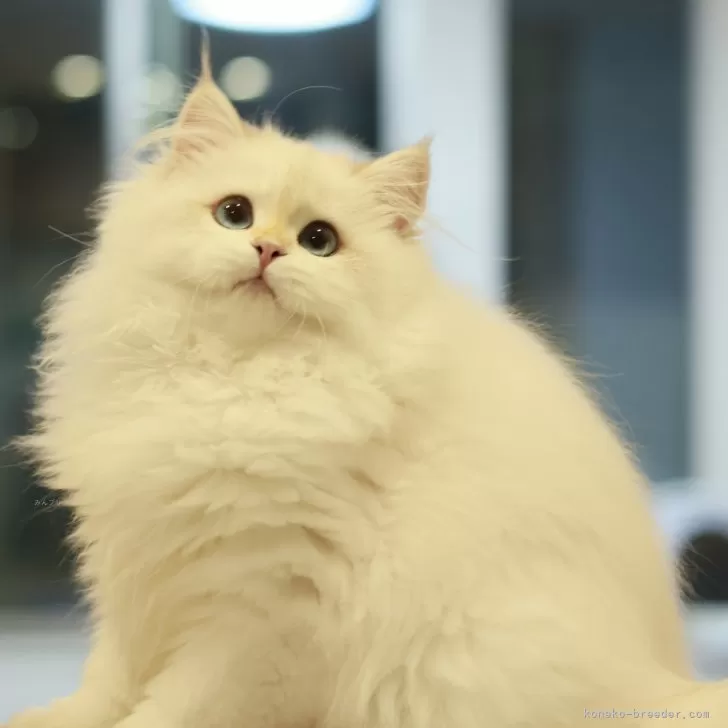 ID:2410-01596の子猫