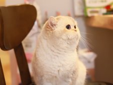 ブリティッシュショートヘア【・男の子・2022年6月30日・ゴールデンポイント】