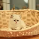 ブリティッシュショートヘア【東京都・男の子・2025年12月5日・ブルーゴールデンポイント】の写真12