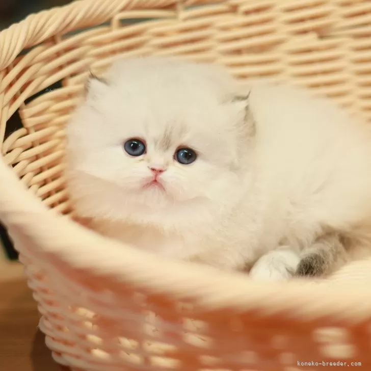 ID：2503-00700の子猫