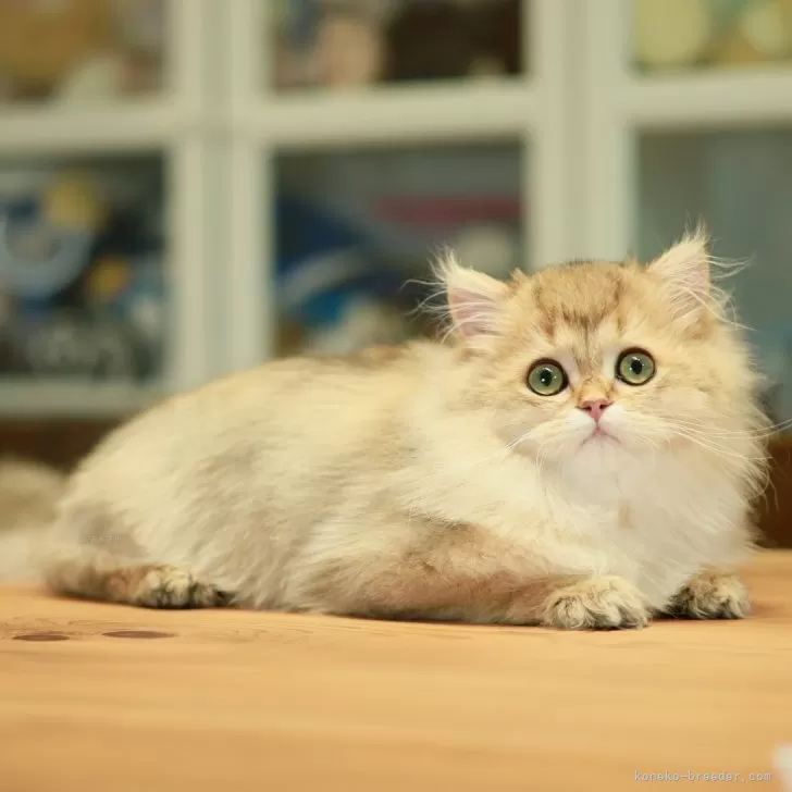 どちみ 様のお迎えした子猫