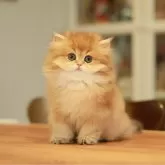 ブリティッシュショートヘア