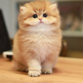 ブリティッシュロングヘア