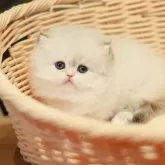 ブリティッシュロングヘア【東京都・男の子・2025年1月17日・ゴールデンポイント】の写真1