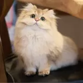 ブリティッシュロングヘア【東京都・女の子・2024年7月10日・ゴールデンタビー】の写真1