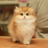 ブリティッシュロングヘア