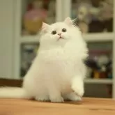 ブリティッシュショートヘア