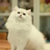 ブリティッシュショートヘア