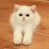 ブリティッシュショートヘア