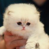 ブリティッシュロングヘア