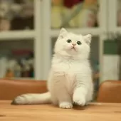 ブリティッシュショートヘア【東京都・男の子・2025年9月10日・ゴールデンポイント】の写真11