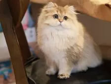 ブリティッシュロングヘア【東京都・女の子・2024年7月10日・ゴールデンタビー】の写真5