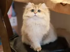 ブリティッシュロングヘア【東京都・女の子・2024年7月10日・ゴールデンタビー】の写真6