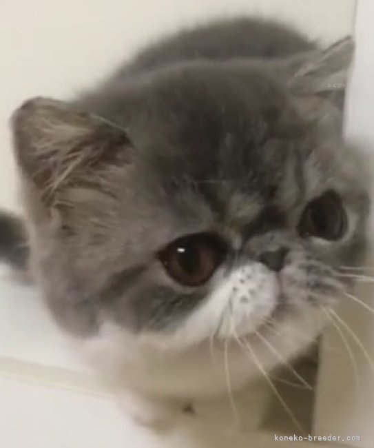 エキゾチックショートヘア【・女の子・2023年1月1日・ブルーホワイト】