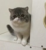 エキゾチックショートヘア【・女の子・2023年1月1日・ブルーホワイト】