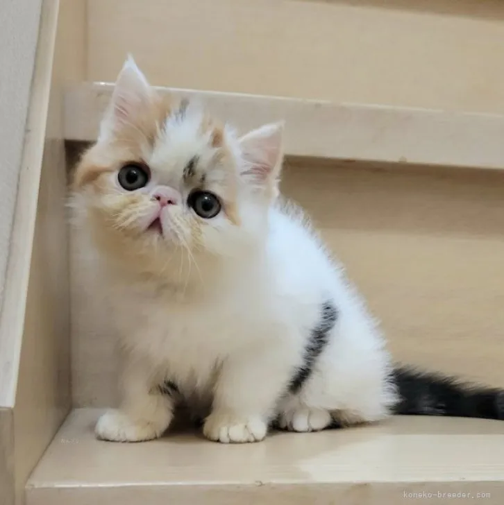 ごまちゃん 様のお迎えした子猫