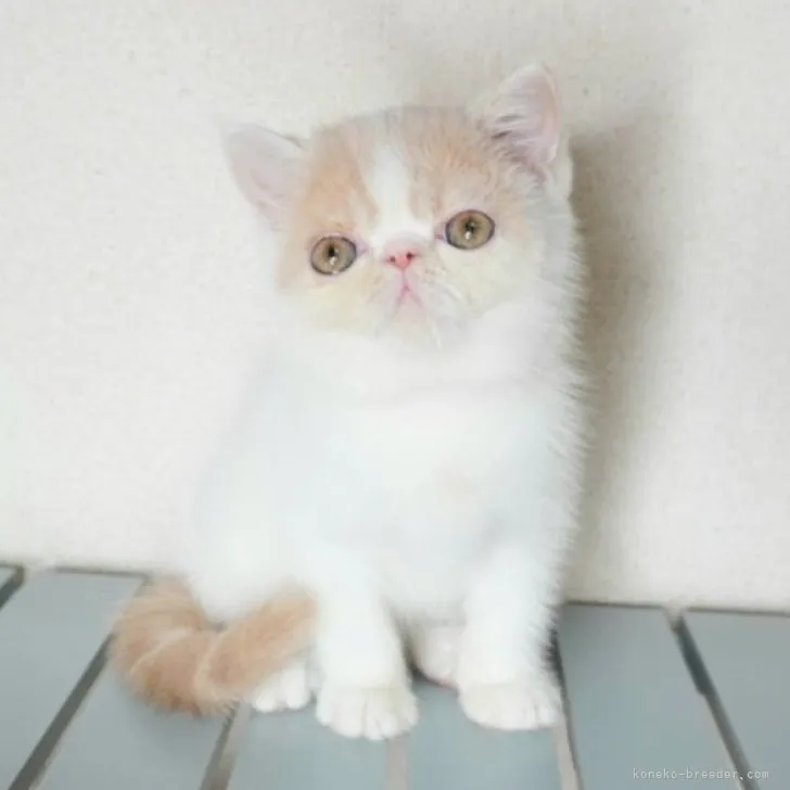 ID:2309-00987の子猫