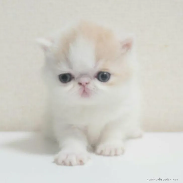 ID：2208-01443の子猫