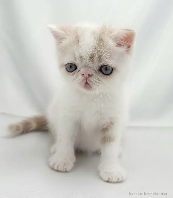 ID:2107-00857の子猫