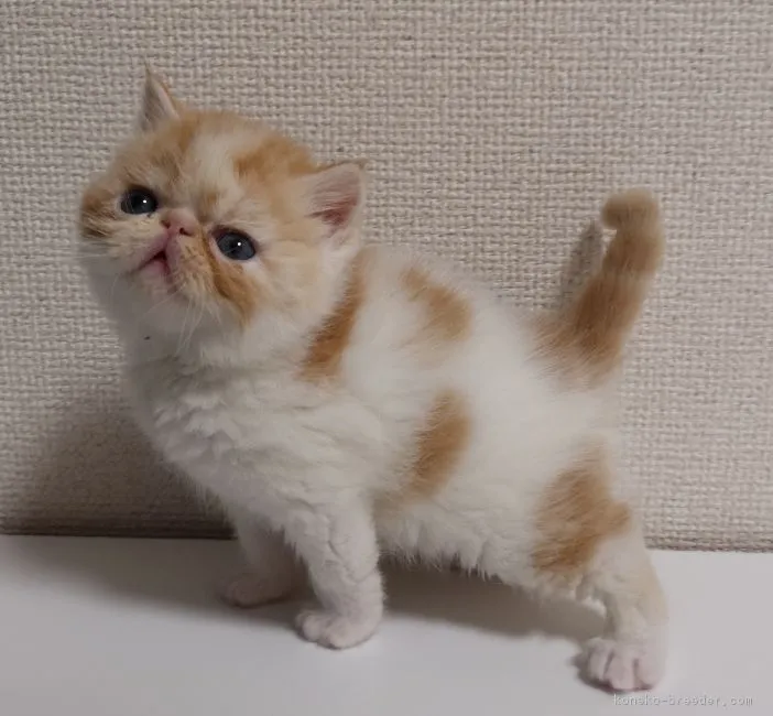 ID:1904-00106の子猫