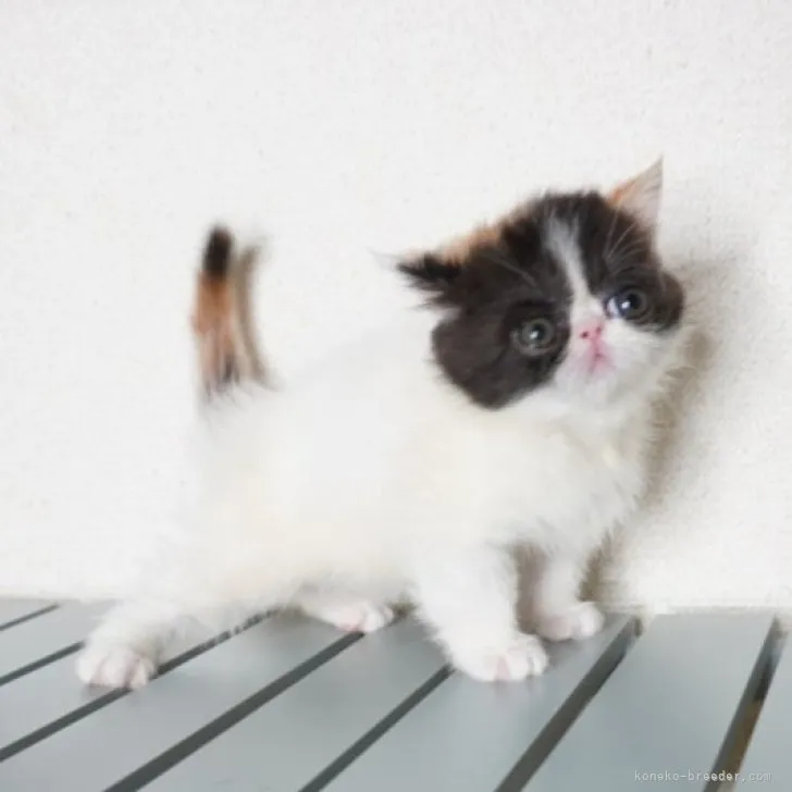 ID：2310-02293の子猫