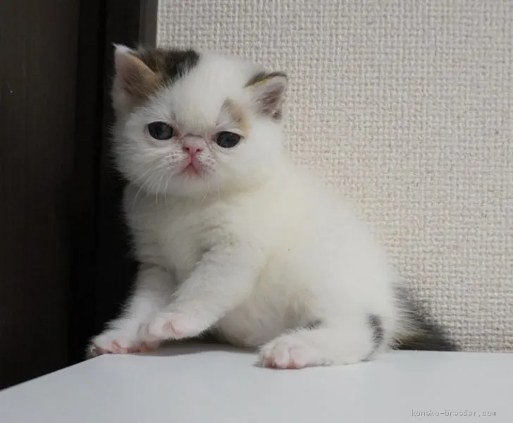 ID:1905-01018の子猫