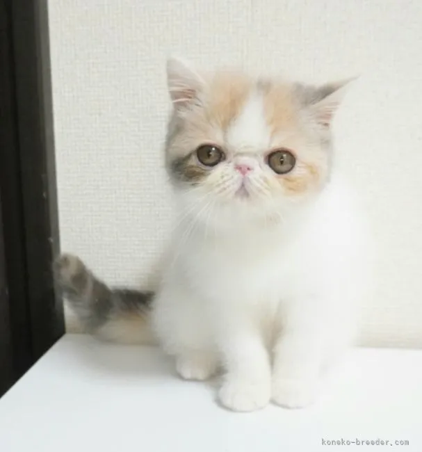 ID：2206-00433の子猫