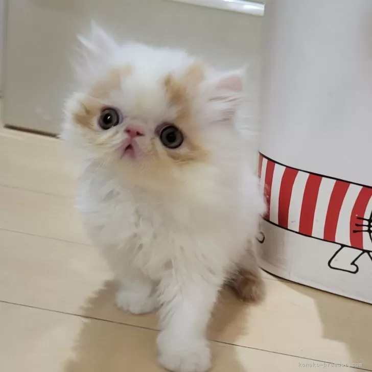 ID:2404-02673の子猫