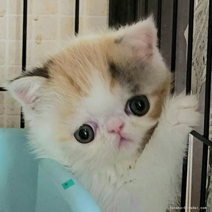 ID：2307-03554の子猫