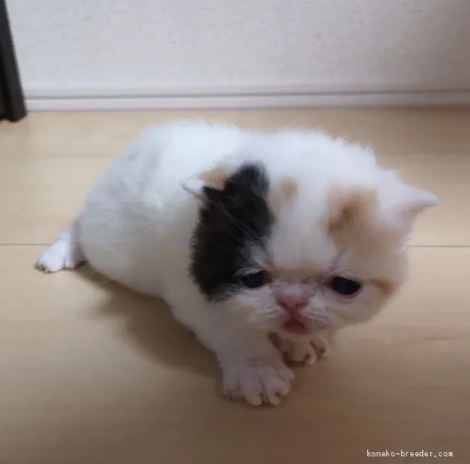 ID:1911-01042の子猫