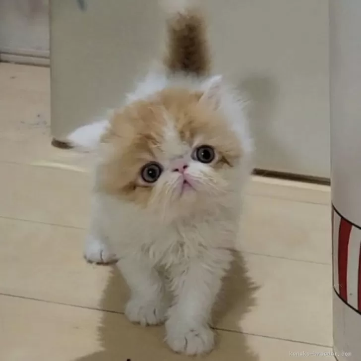 ID：2404-01195の子猫