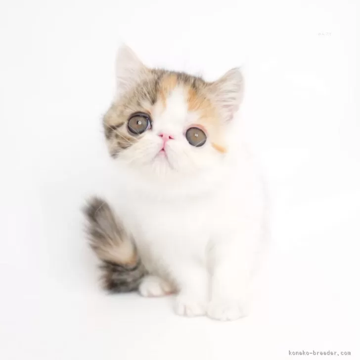 ID:2411-00879の子猫