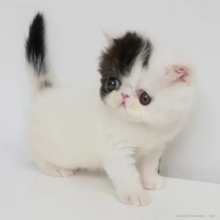 ID：2401-02462の子猫