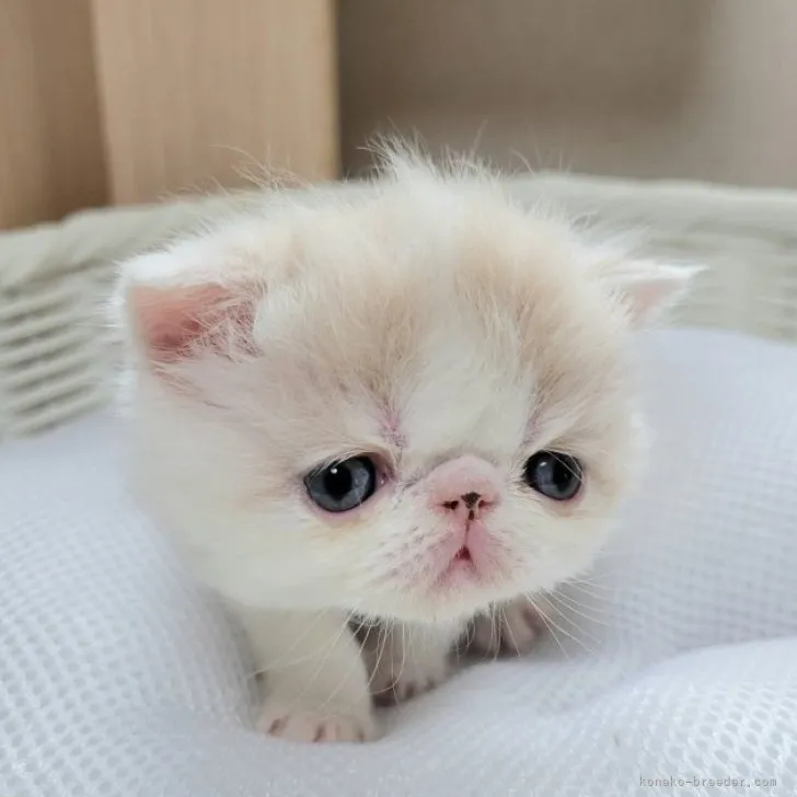 ID：2304-03453の子猫