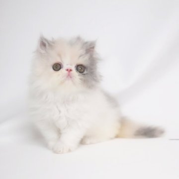 エキゾチックショートヘア【大阪府・女の子・2024年7月10日・ダイリュートキャリコ（ロングヘア）】の写真「カラーがきれいでキュートな女の子」