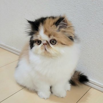 エキゾチックショートヘア【大阪府・女の子・2023年11月4日・キャリコ(三毛)（ロングヘアー）】の写真「父親外産、かわいいお顔の三毛ちゃん」