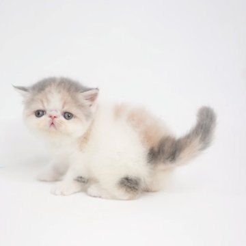 エキゾチックショートヘア【大阪府・女の子・2024年9月20日・ダイリュートキャリコ（ショート）】の写真「血統良くきれいなカラーの女子」