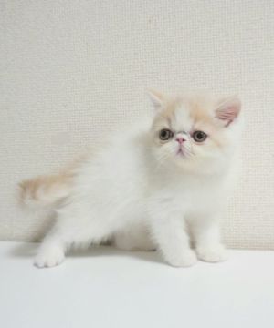 エキゾチックショートヘア【大阪府・女の子・2022年4月11日・クリーム&ホワイト（ショート）】の写真「父親CFAグランドチャンピオン、両親外産」