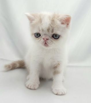 エキゾチックショートヘア【大阪府・男の子・2021年5月29日・クリーム&ホワイト（ショート）】の写真「両親外産、父親CFAグランドチャンピオン」