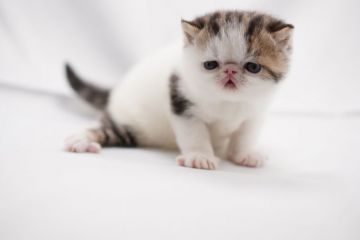 エキゾチックショートヘア【大阪府・男の子・2019年10月9日・ブラウンタビー&ホワイト(ヴァン)】の写真「両親とも外産、CFAチャンピオン」