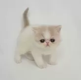 エキゾチックショートヘア【大阪府・女の子・2024年4月18日・クリーム&ホワイト】の写真1