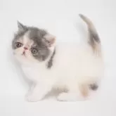 エキゾチックショートヘア【大阪府・女の子・2024年5月3日・ダイリュートキャリコ】の写真1