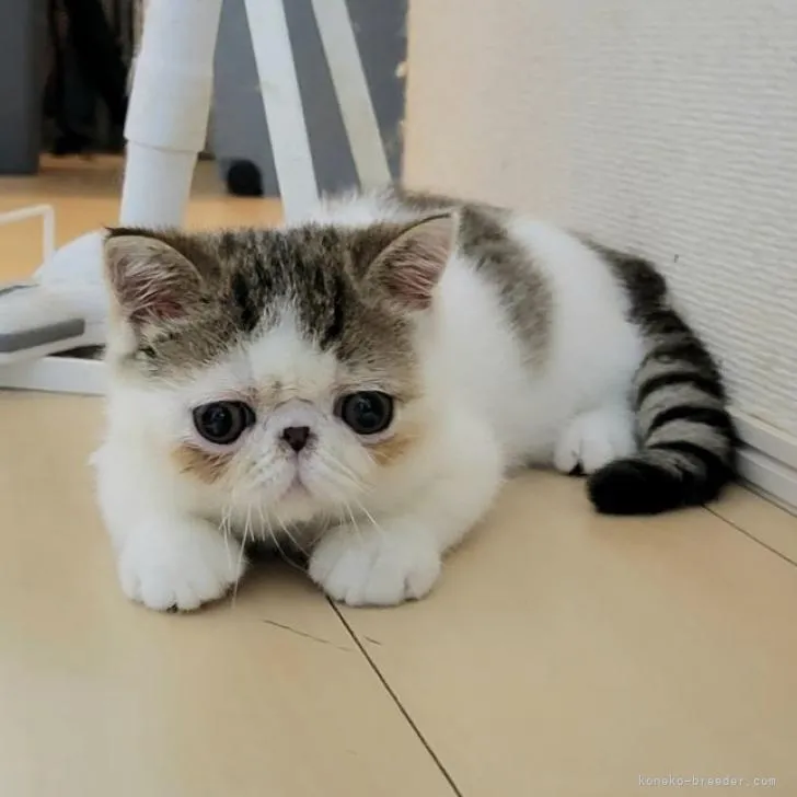 ID:2207-00848の子猫