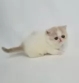 エキゾチックショートヘア【大阪府・女の子・2024年4月18日・クリーム&ホワイト】の写真2