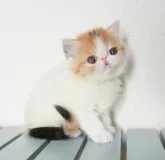 エキゾチックショートヘア【大阪府・女の子・2023年9月11日・キャリコ(三毛)】の写真4