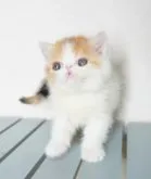 エキゾチックショートヘア【大阪府・女の子・2023年9月11日・キャリコ(三毛)】の写真5