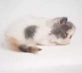 エキゾチックショートヘア【大阪府・女の子・2024年5月3日・ダイリュートキャリコ】の写真5